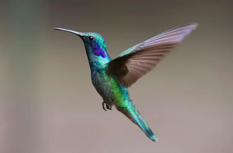 Gyvūnai.