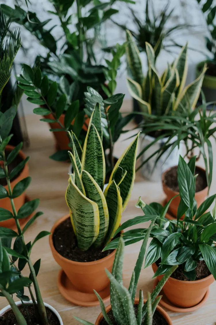 Augalai.